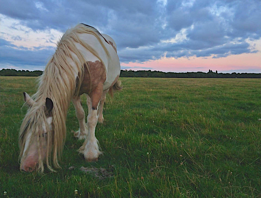 How Adding Non-Activated Charcoal to Your Horse’s Diet Could Help Prevent Laminitis