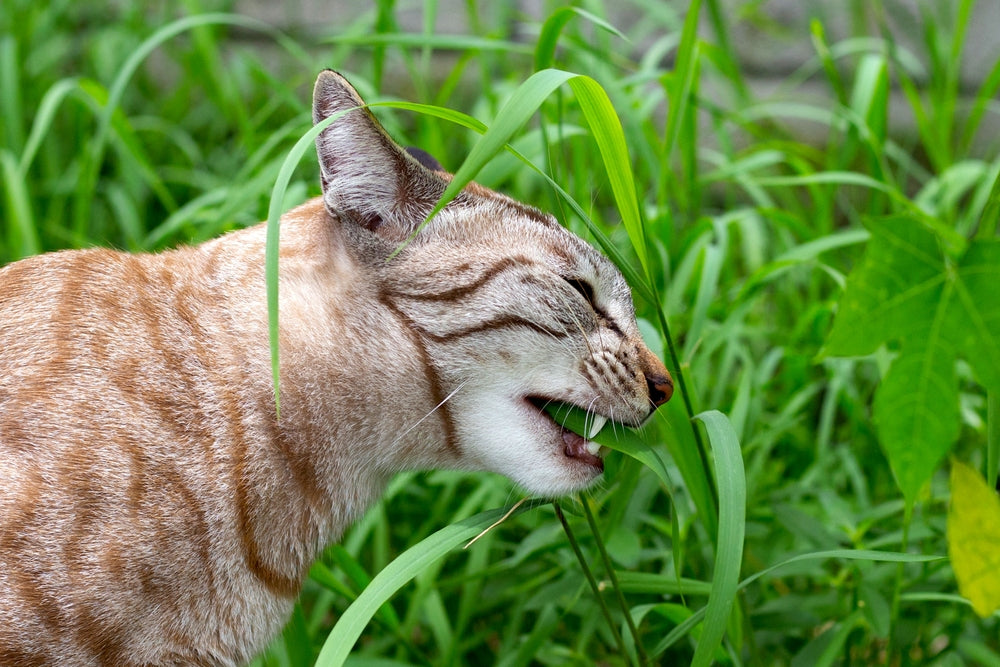Health Promoting Lifestyles for Dogs and Cats