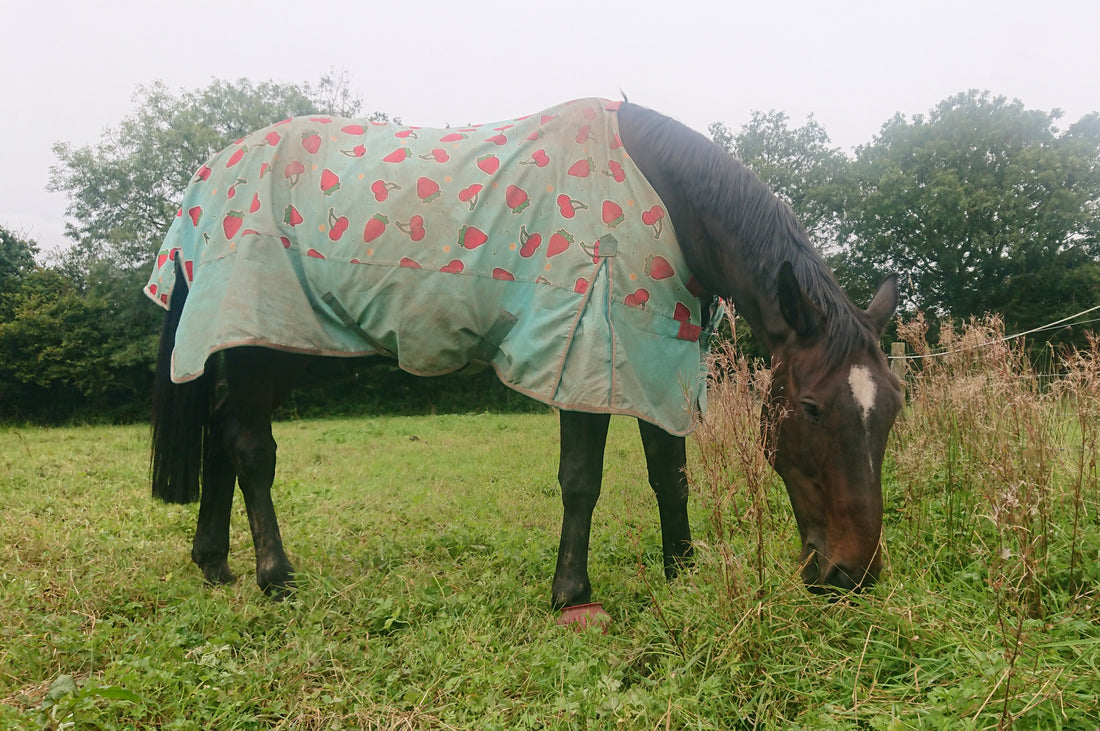 Charcoal for Horses: A Natural Solution for Digestive Health and Toxin Management