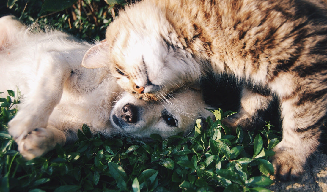 Taurine for dogs - really?