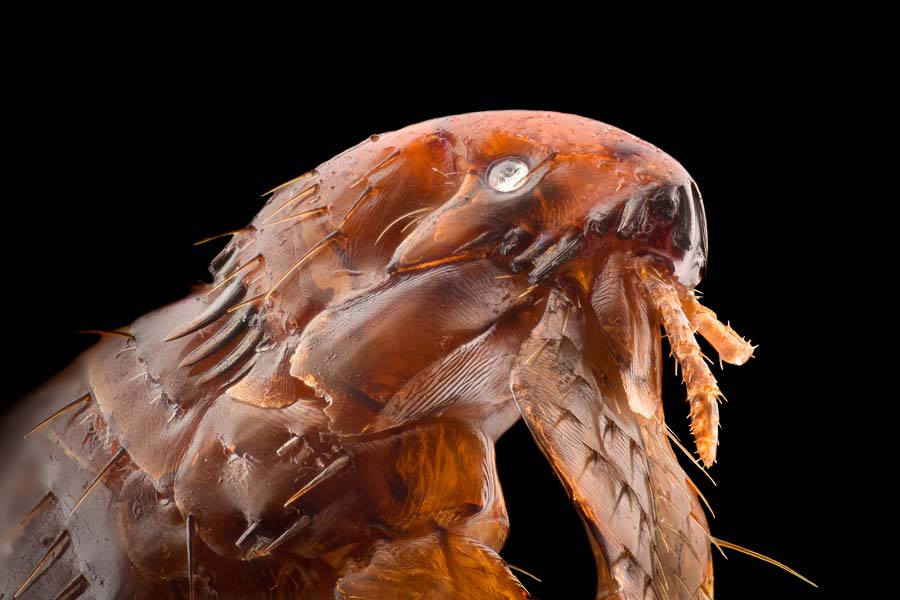 How To Get Rid Of Fleas