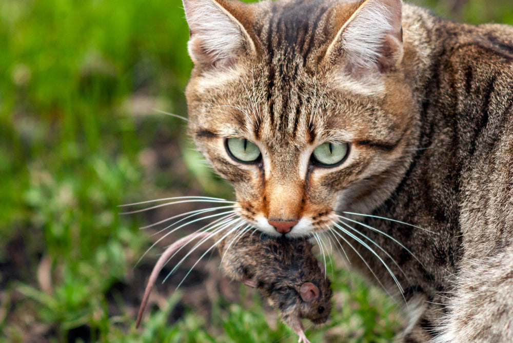 How To Make Raw Pet Food