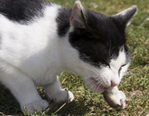 Alimentary ailments in dogs and cats