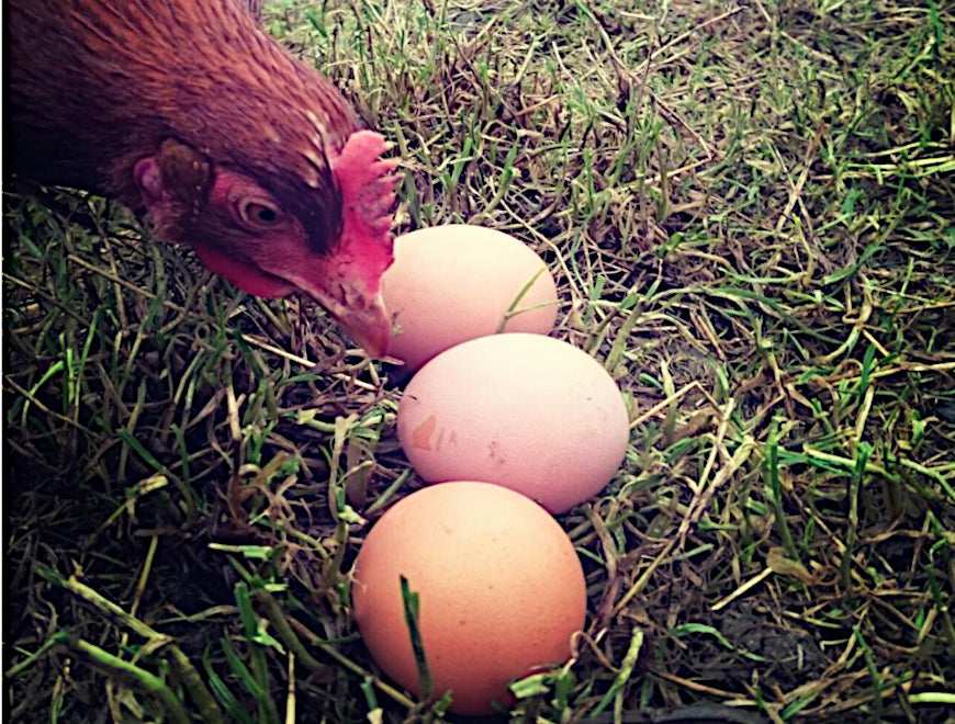 Boost Your Flock’s Health Naturally