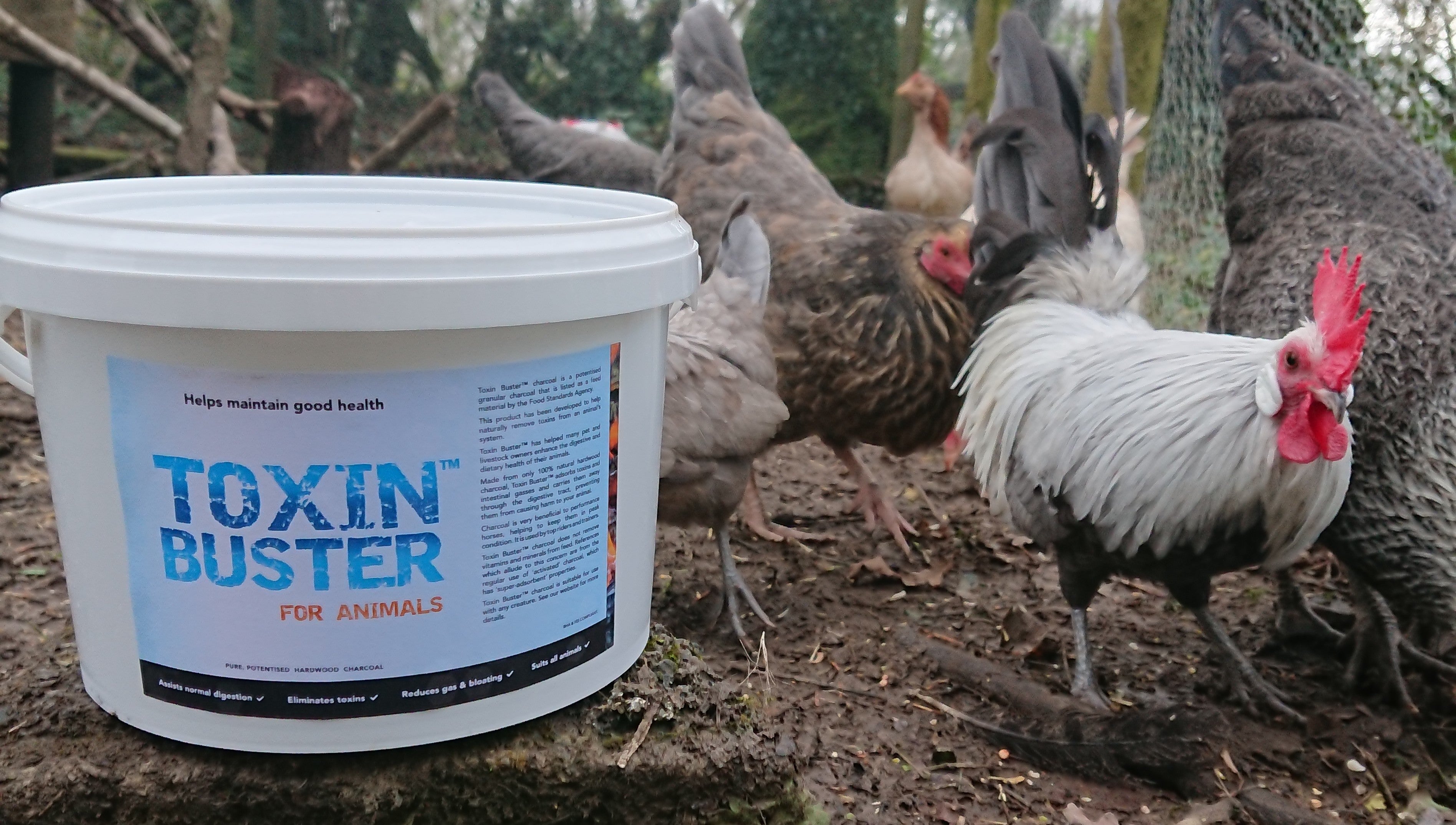 A healthy animal is a charcoal-eating one