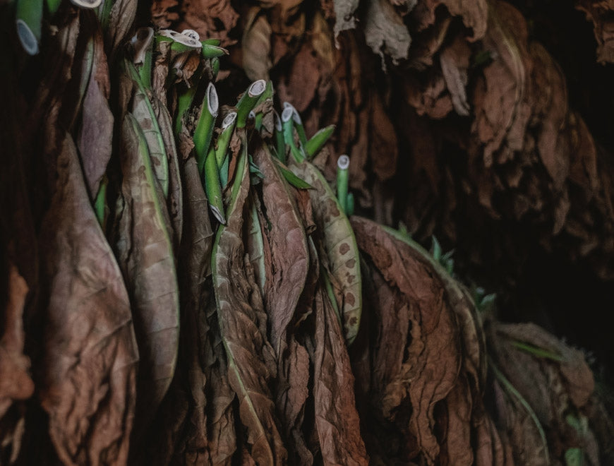 Tobacco - The Myths and the Reality