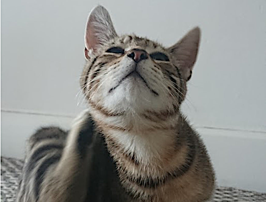 Can Cats Suffer from Th2 Allergies?