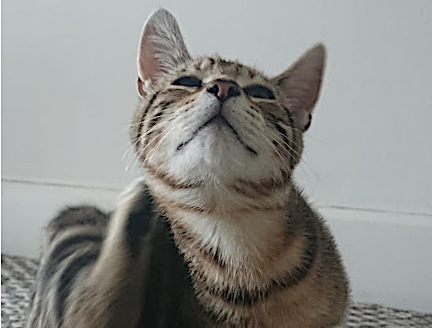 Can Cats Suffer from Th2 Allergies?