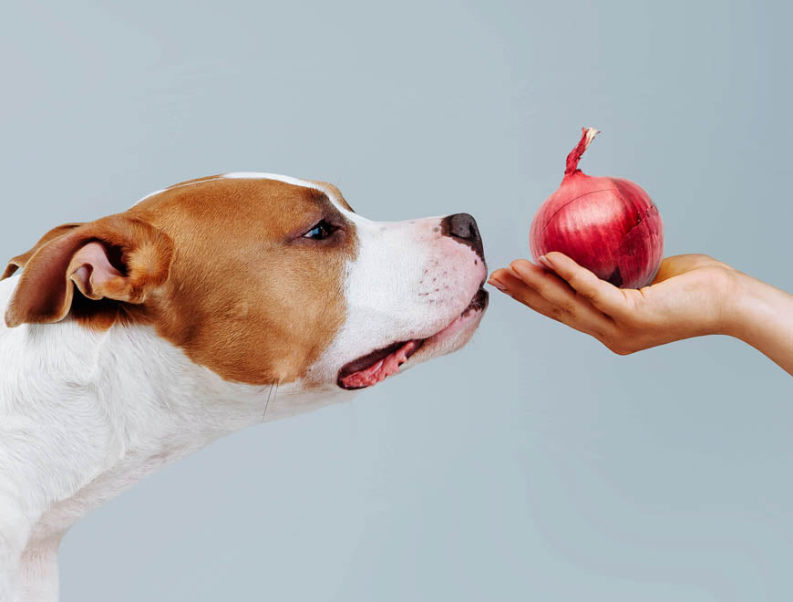 Can dogs and cats eat onions or garlic?