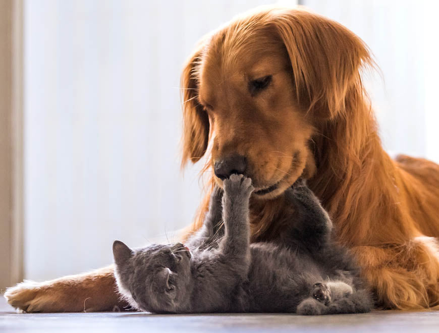 New improved PETPlus