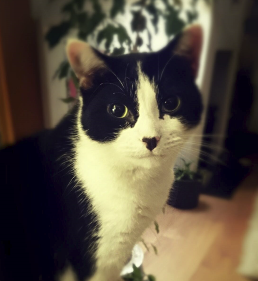 How to Help your Cat Suffering from Feline Miliary Dermatitis