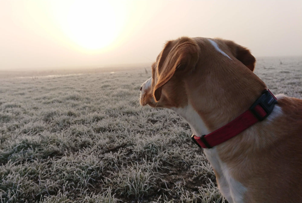 Give your dog the nutrition they’re missing