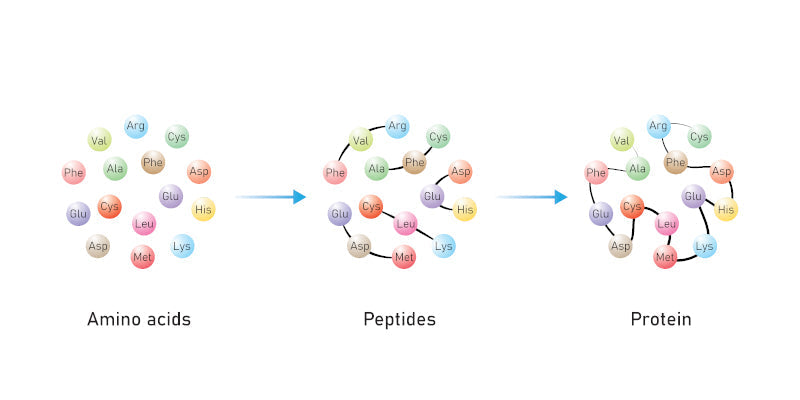 Why Topical Amino Acids Are Secretly the Hard-Workers Behind Hair Regrowth
